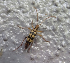 Strangalia luteicornis