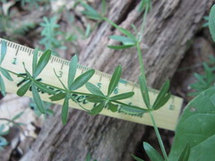 Galium concinnum