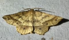 Euchlaena tigrinaria