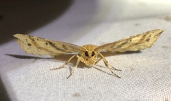 Euchlaena tigrinaria