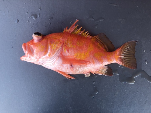 Kami's Anthias
