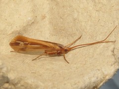 Limnephilus ornatus