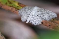 Idaea ostentaria