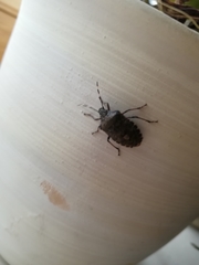 Rhaphigaster nebulosa