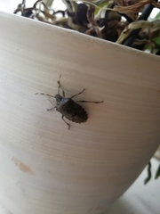 Rhaphigaster nebulosa