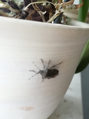 Rhaphigaster nebulosa