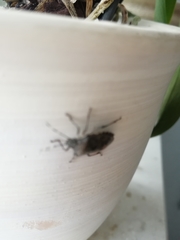 Rhaphigaster nebulosa