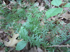 Galium concinnum