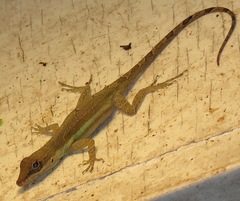 Anolis opalinus