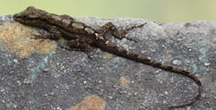 Anolis opalinus