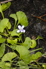 Viola silicestris