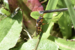 Nomada goodeniana