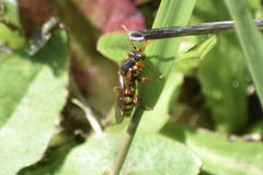 Nomada goodeniana