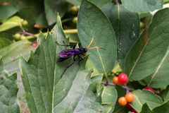 Gnamptopelta obsidianator