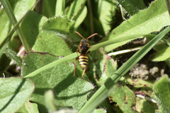 Nomada goodeniana