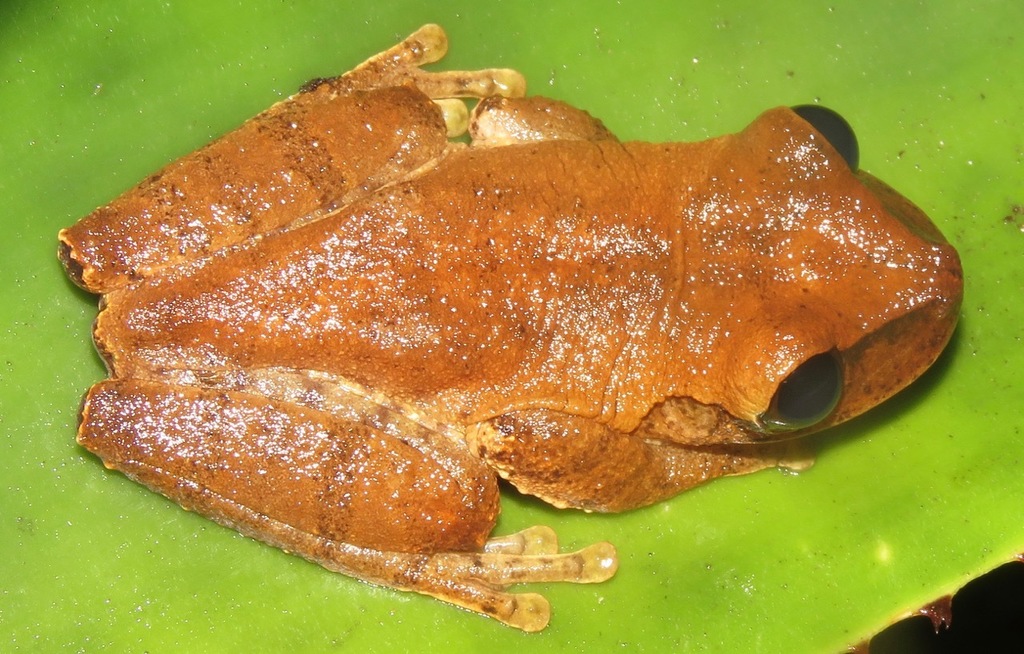 Jamaican Yellow Treefrog