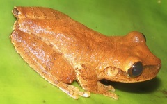 Osteopilus marianae