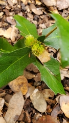 Andricus quercusfoliatus