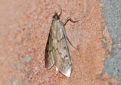 Blepharomastix haedulalis