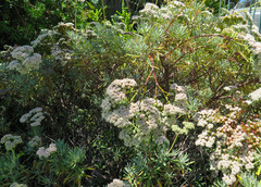 Eriogonum arborescens