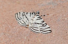 Conchylodes concinnalis