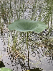 Nelumbo