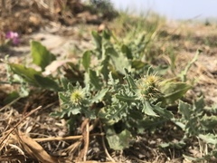 Centaurea sphaerocephala