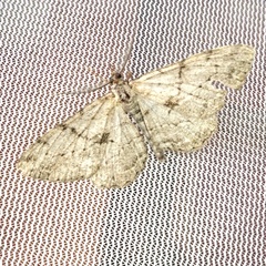 Peribatodes rhomboidaria