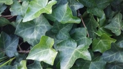 Hedera helix