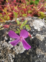Geranium robertianum