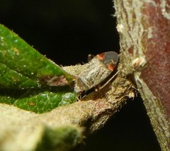 Psallus ambiguus