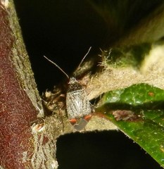 Psallus ambiguus