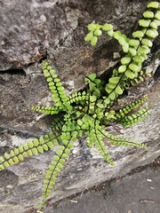 Asplenium trichomanes