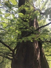 Metasequoia