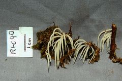 Pterulicium subsimplex