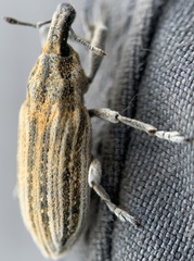 Scaphomorphus