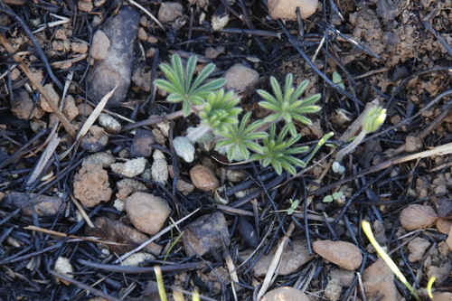 Image of Oxalis tomentosa by (c) Tony Rebelo, some rights reserved (CC BY-SA)