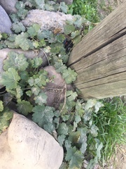 Modiolastrum malvifolium