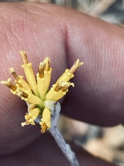 Hymenopappus filifolius lugens