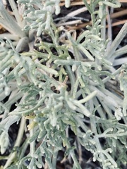 Hymenopappus filifolius lugens