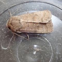 Hoplodrina octogenaria