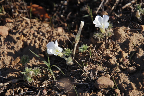 Image of Oxalis tomentosa by (c) Tony Rebelo, some rights reserved (CC BY-SA)