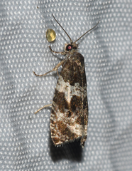 Olethreutes valdanum