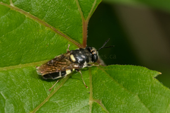 Stratiomys norma