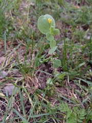 Coronilla scorpioides image