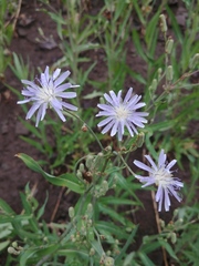 Lactuca tatarica