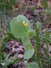 Coronilla scorpioides image