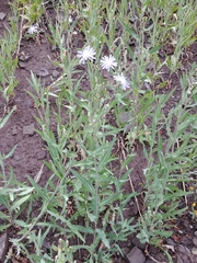 Lactuca tatarica