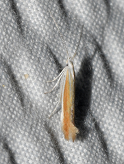 Coleophora cretaticostella