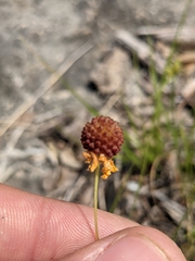Helenium amarum